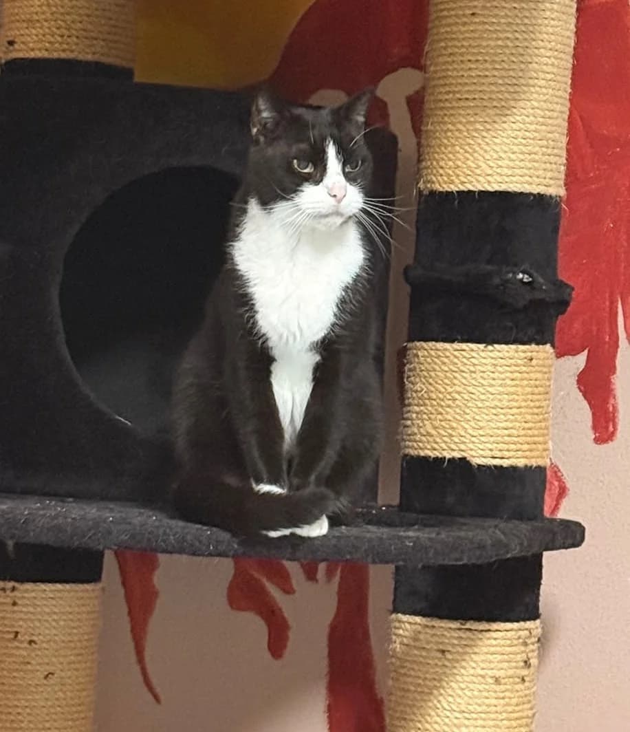 Merlin, male senior European Shorthair for adoption at Tierschutzverein Bad Wildungen, Bad Wildungen