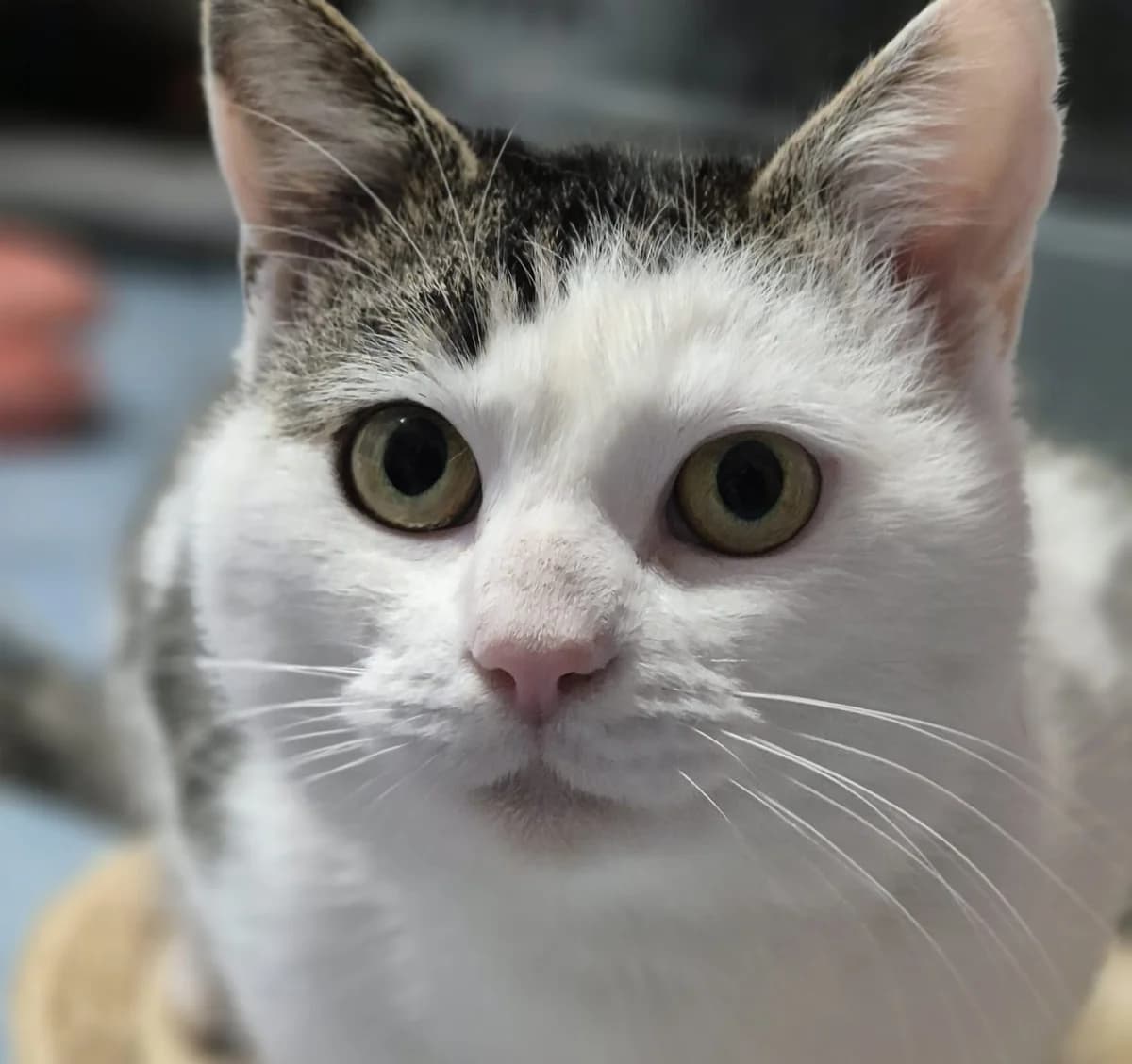 Mimi, female 4yo European Shorthair for adoption at Tierschutzverein Bad Wildungen, Bad Wildungen
