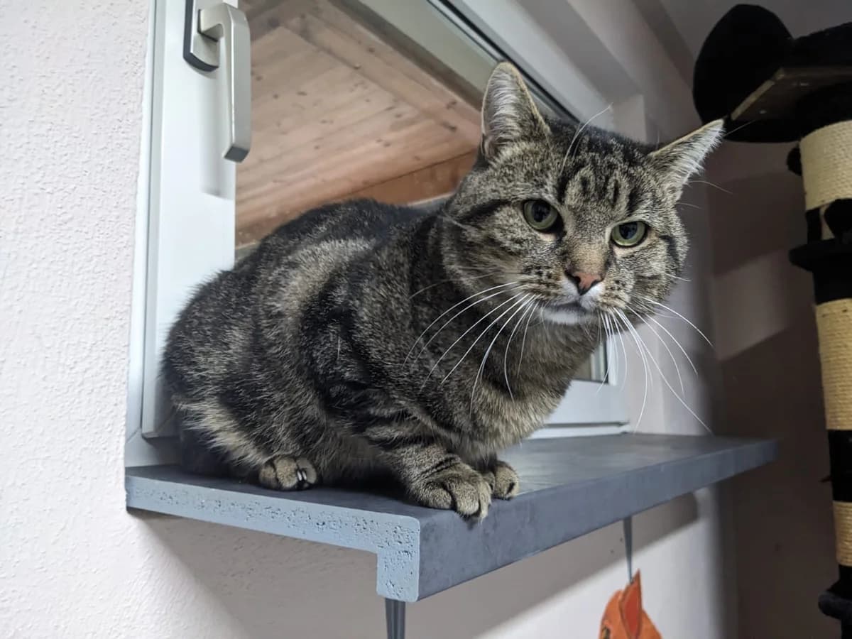 RafftNix, male European Shorthair for adoption at Tierschutzverein Bad Wildungen, Bad Wildungen