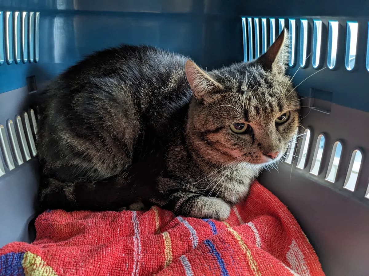 RafftNix, male European Shorthair for adoption at Tierschutzverein Bad Wildungen, Bad Wildungen