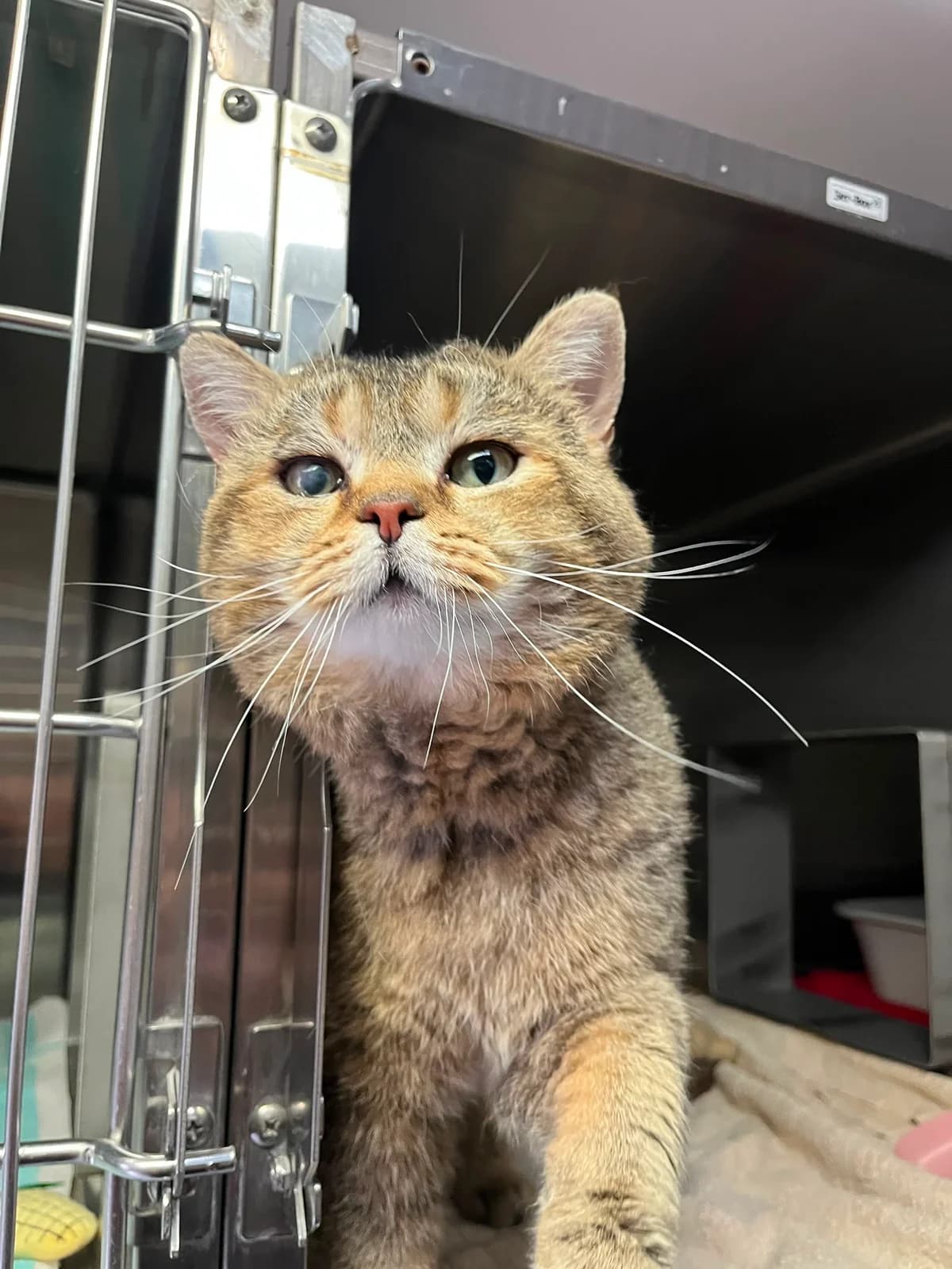 Rudi, male young British Shorthair for adoption at Tierschutzverein Bad Wildungen, Bad Wildungen