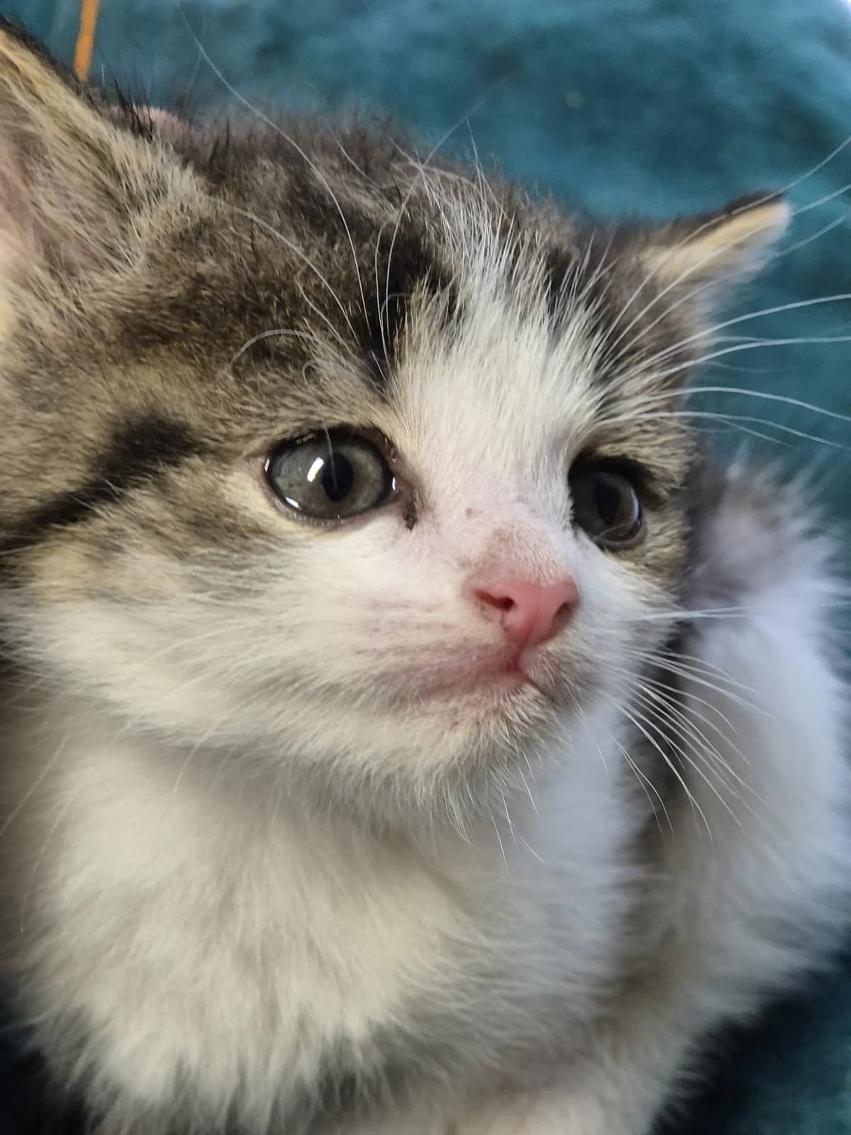 Sylvie, female puppy European Shorthair for adoption at Tierschutzverein Bad Wildungen, Bad Wildungen