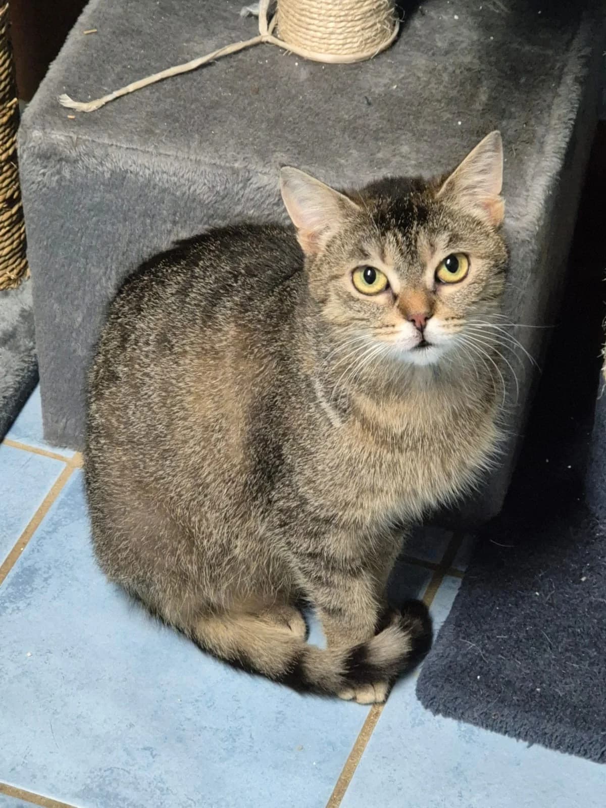 Warinia, female European Shorthair for adoption at Tierschutzverein Bad Wildungen, Bad Wildungen