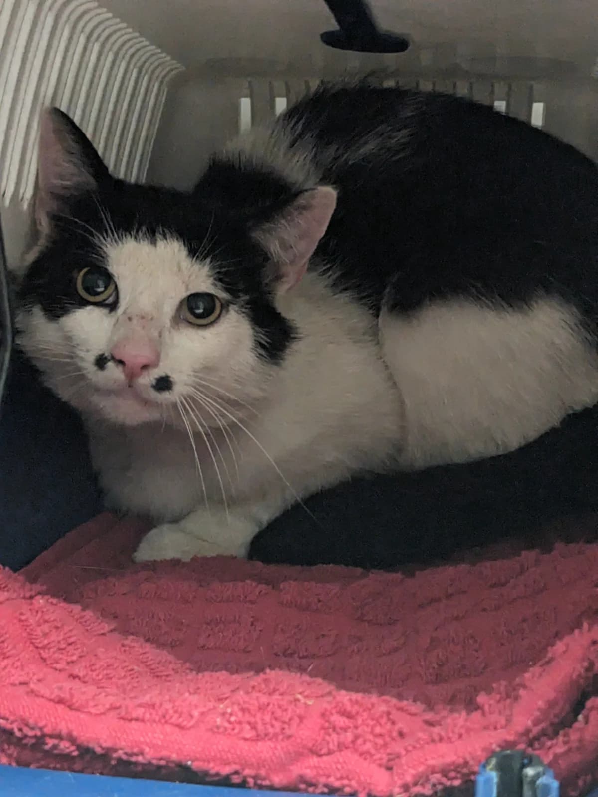 Wesimir, male European Shorthair for adoption at Tierschutzverein Bad Wildungen, Bad Wildungen