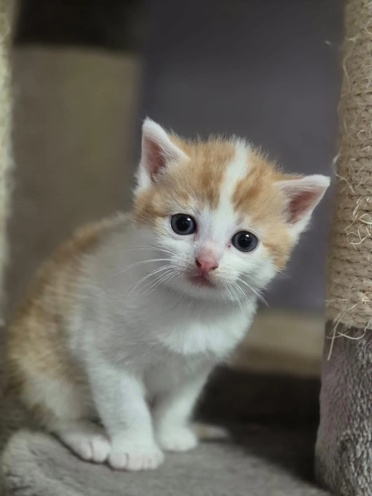 Wicana, female puppy European Shorthair for adoption at Tierschutzverein Bad Wildungen, Bad Wildungen