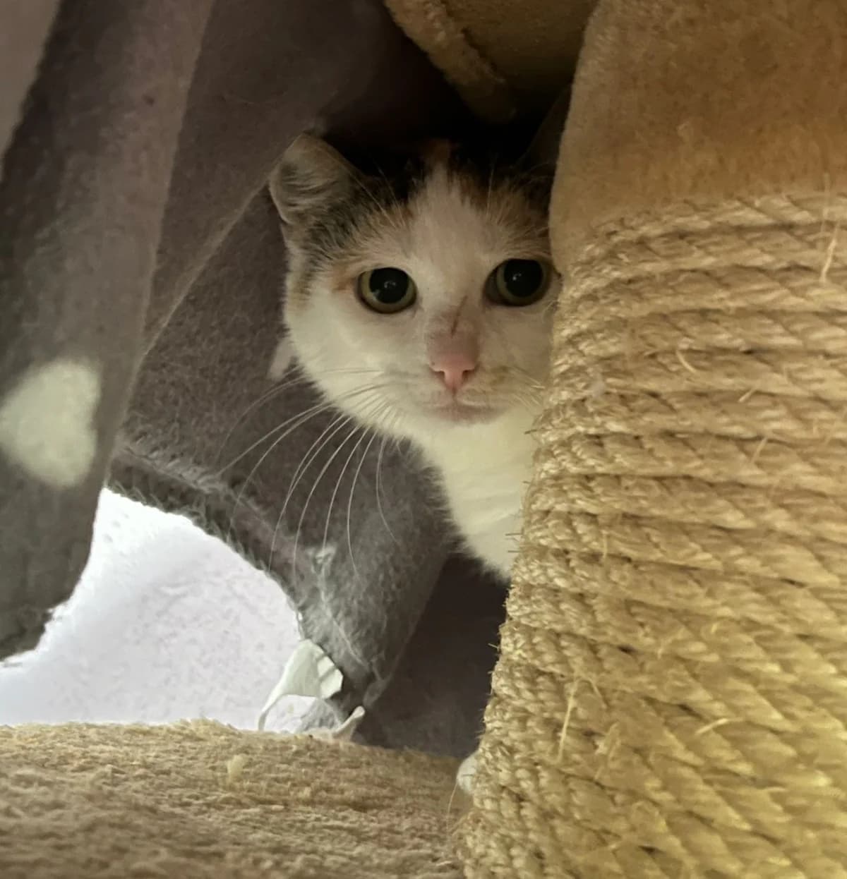 Wilma, female 4yo European Shorthair for adoption at Tierschutzverein Bad Wildungen, Bad Wildungen