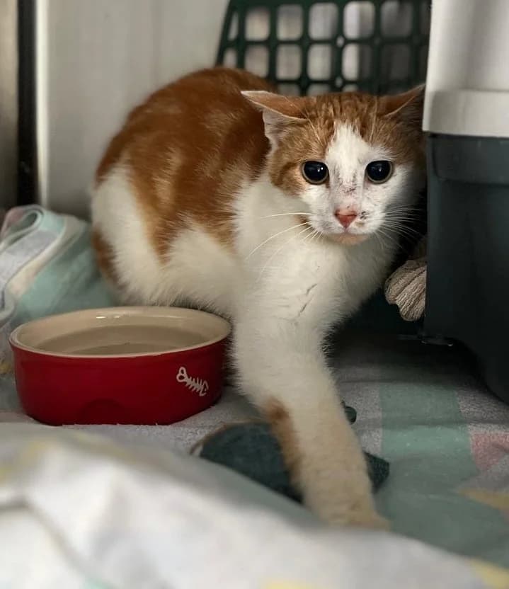 Wirbel, male puppy European Shorthair for adoption at Tierschutzverein Bad Wildungen, Bad Wildungen