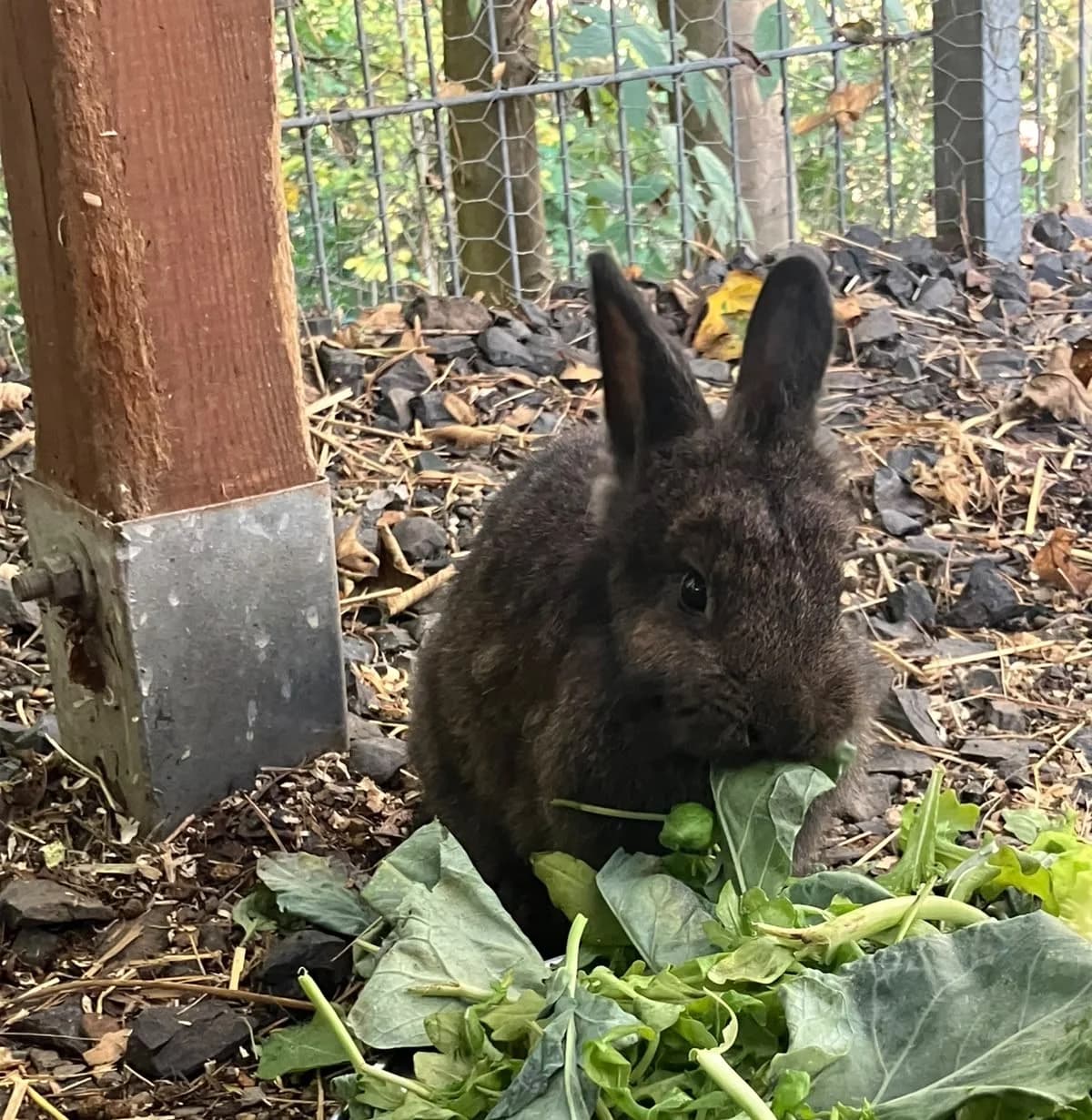 Grisu, male Mixed Breed for adoption at Tierschutzverein Bad Wildungen, Bad Wildungen