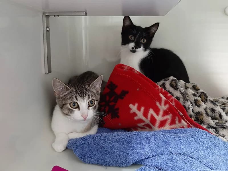 Clumsy & Sassette, 4yo mixed breed for adoption at Tierheim Baden-Baden, Baden-Baden