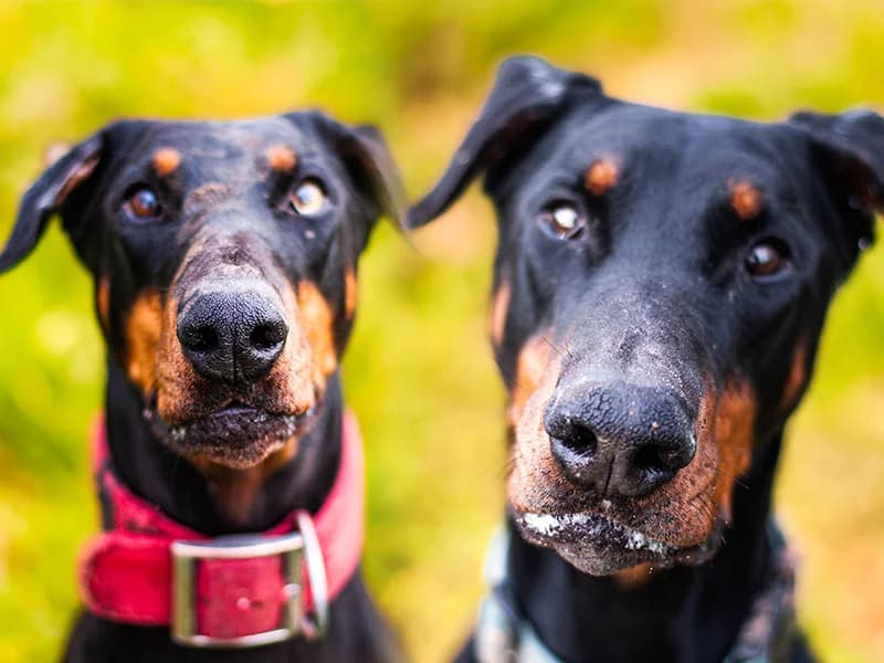 Dobermann-Geschwister, senior Doberman for adoption at Tierheim Baden-Baden, Baden-Baden