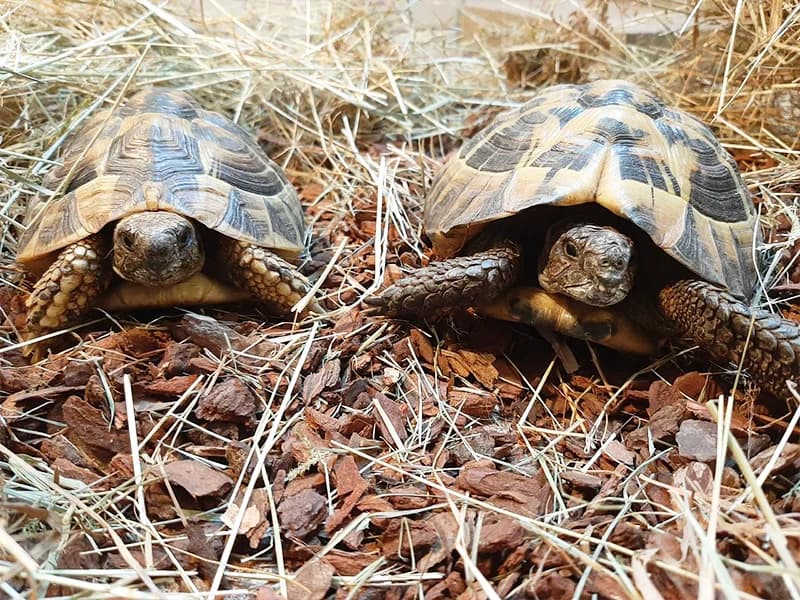 Emma und Fiete, mixed breed for adoption at Tierheim Baden-Baden, Baden-Baden
