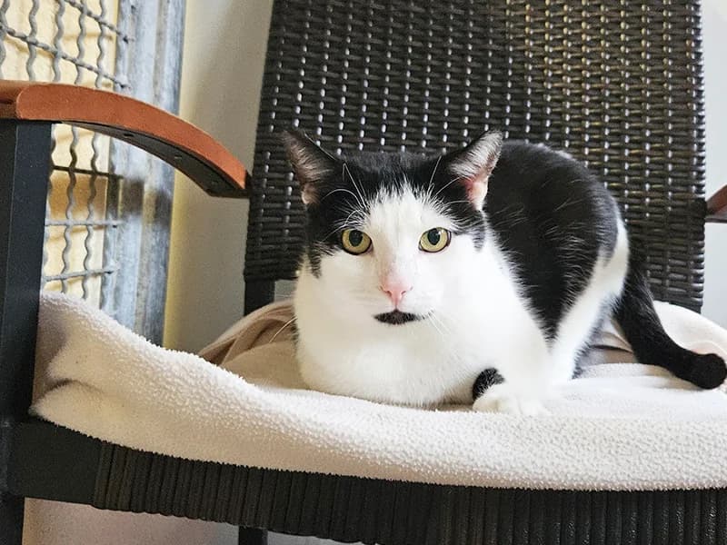 Fritzi, 4yo Mixed Breed for adoption at Tierheim Baden-Baden, Baden-Baden