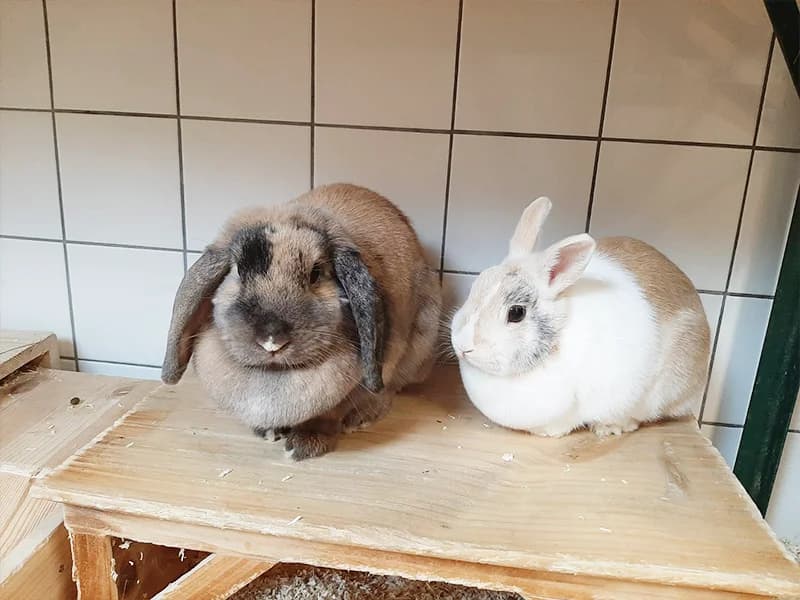 Hummel und Biene, mixed breed for adoption at Tierheim Baden-Baden, Baden-Baden