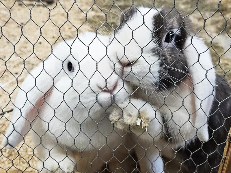 Mia und Busa, mixed breed for adoption at Tierheim Baden-Baden, Baden-Baden