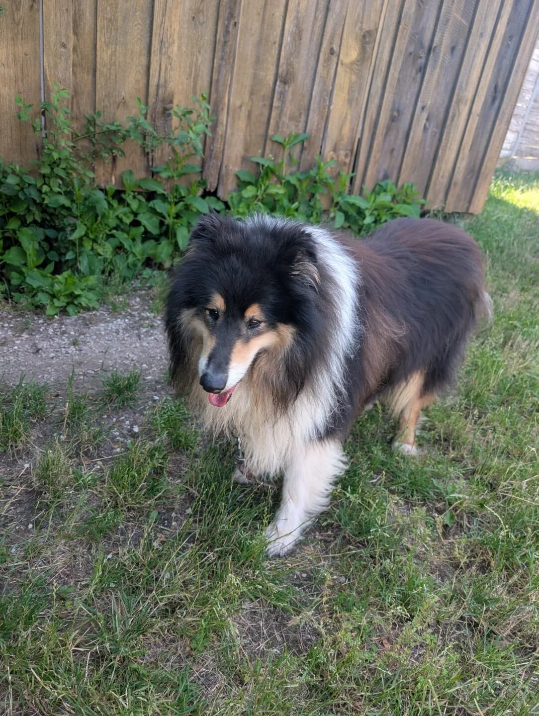 Balu, male 4yo mixed breed for adoption at Tierheim Bamberg, Bamberg