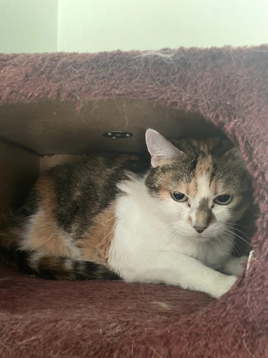 Abby, female senior mixed breed for adoption at Tierheim Bamberg, Bamberg