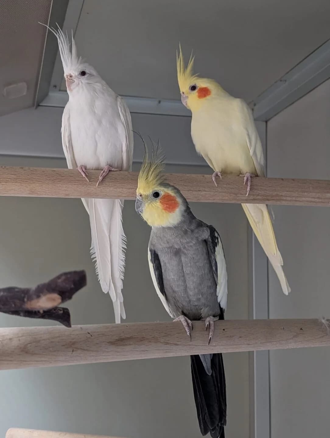 Tequila und Tonic, mixed breed for adoption at Tierheim Bamberg, Bamberg