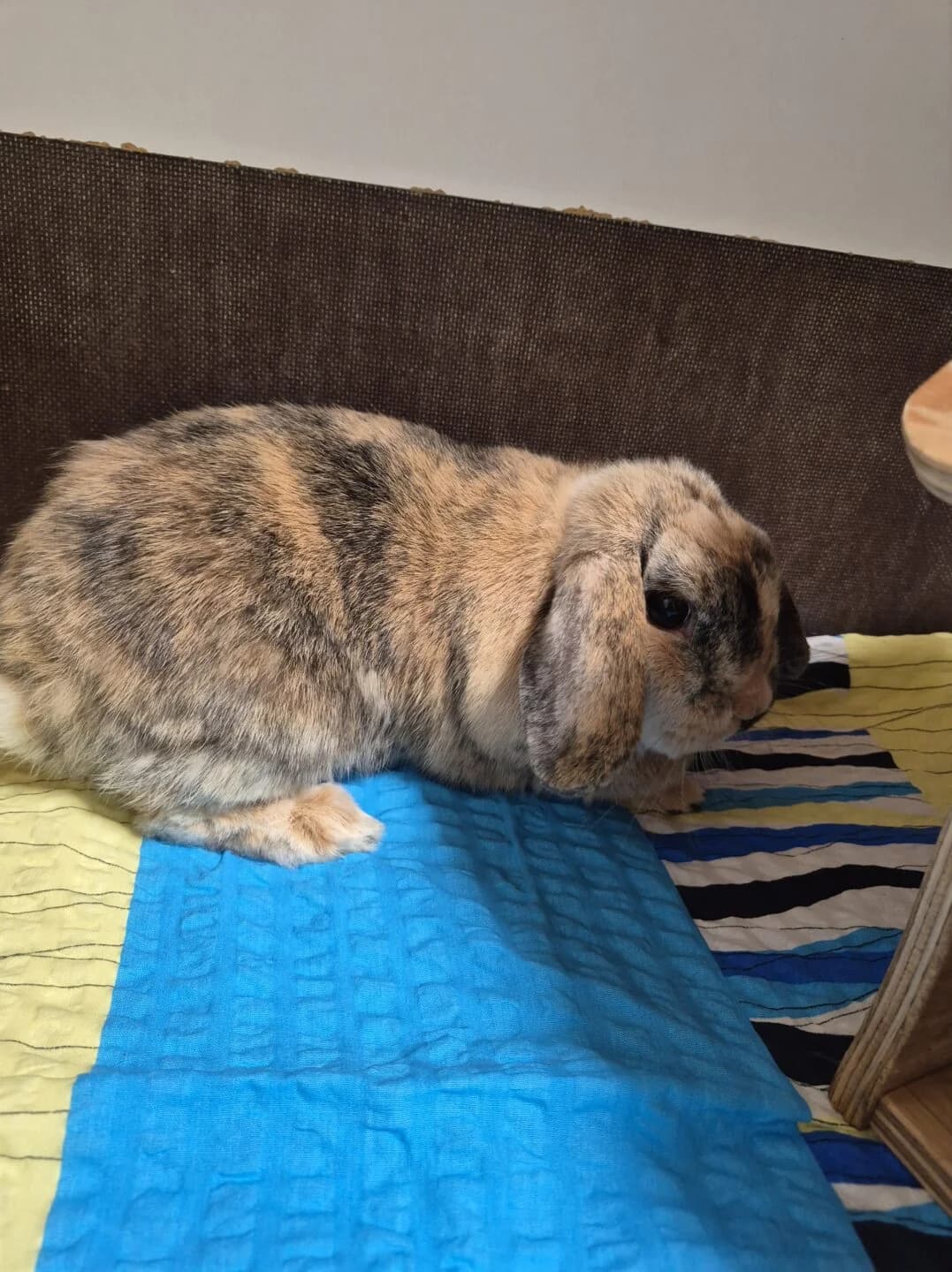 Carl & Carla, mixed breed for adoption at Tierheim Bamberg, Bamberg