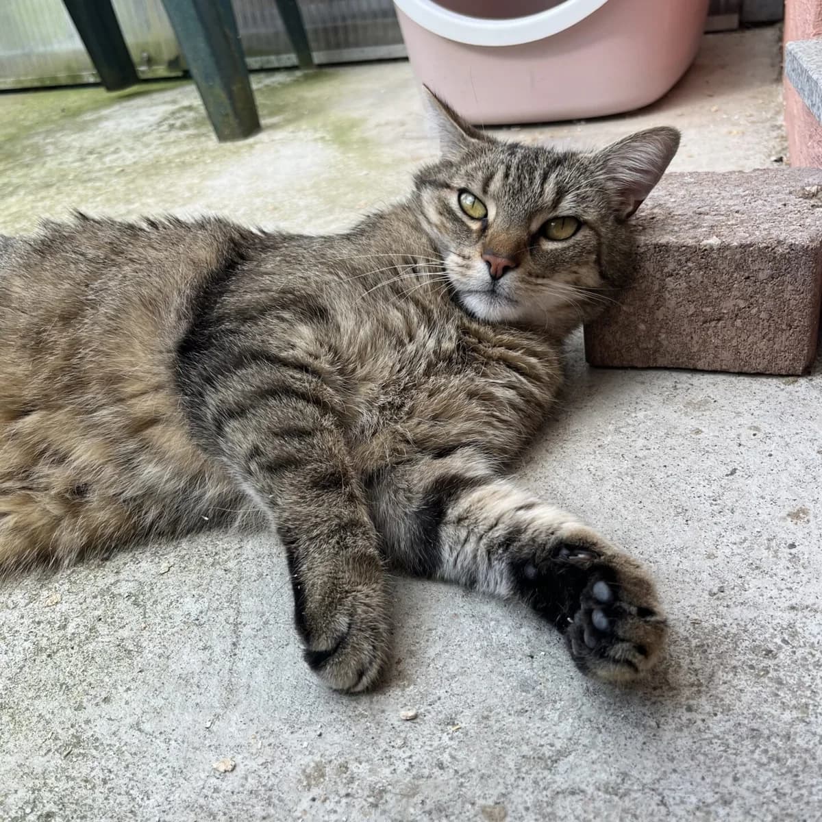 Charlie, male 6yo mixed breed for adoption at Tierheim Bamberg, Bamberg