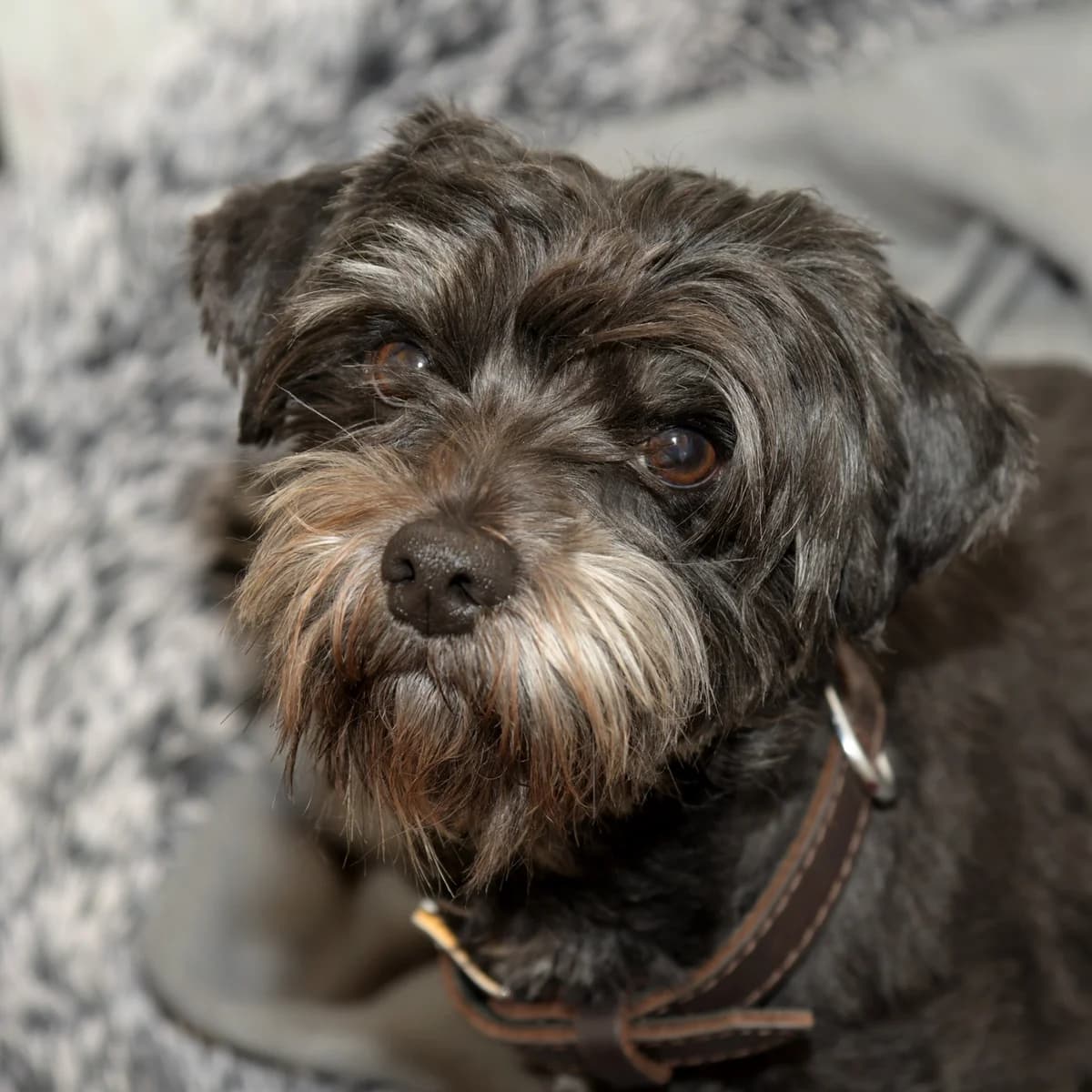Sammy, male 5yo mixed breed for adoption at Tierheim Bamberg, Bamberg
