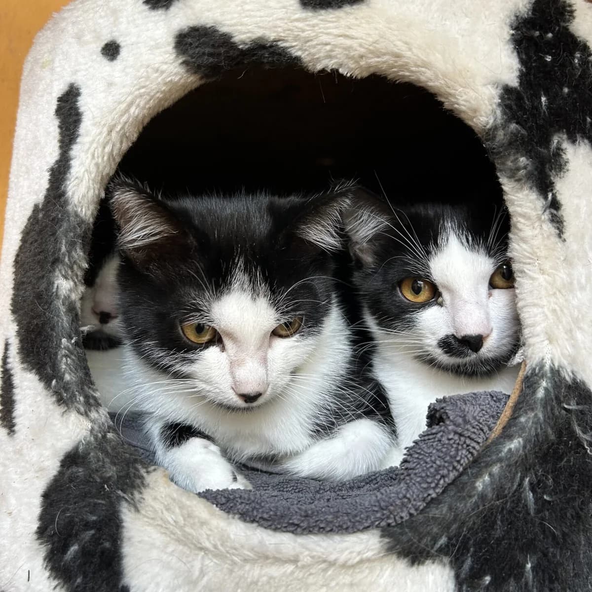 Claude, Kasimir & Casper, male puppy mixed breed for adoption at Tierheim Bamberg, Bamberg