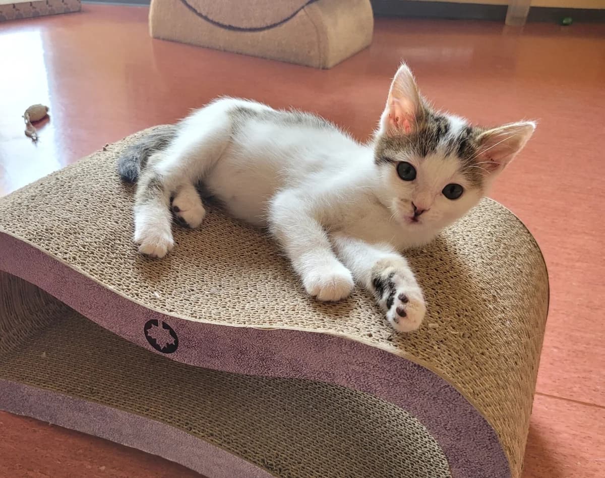Connor & Pica, male puppy mixed breed for adoption at Tierheim Bamberg, Bamberg