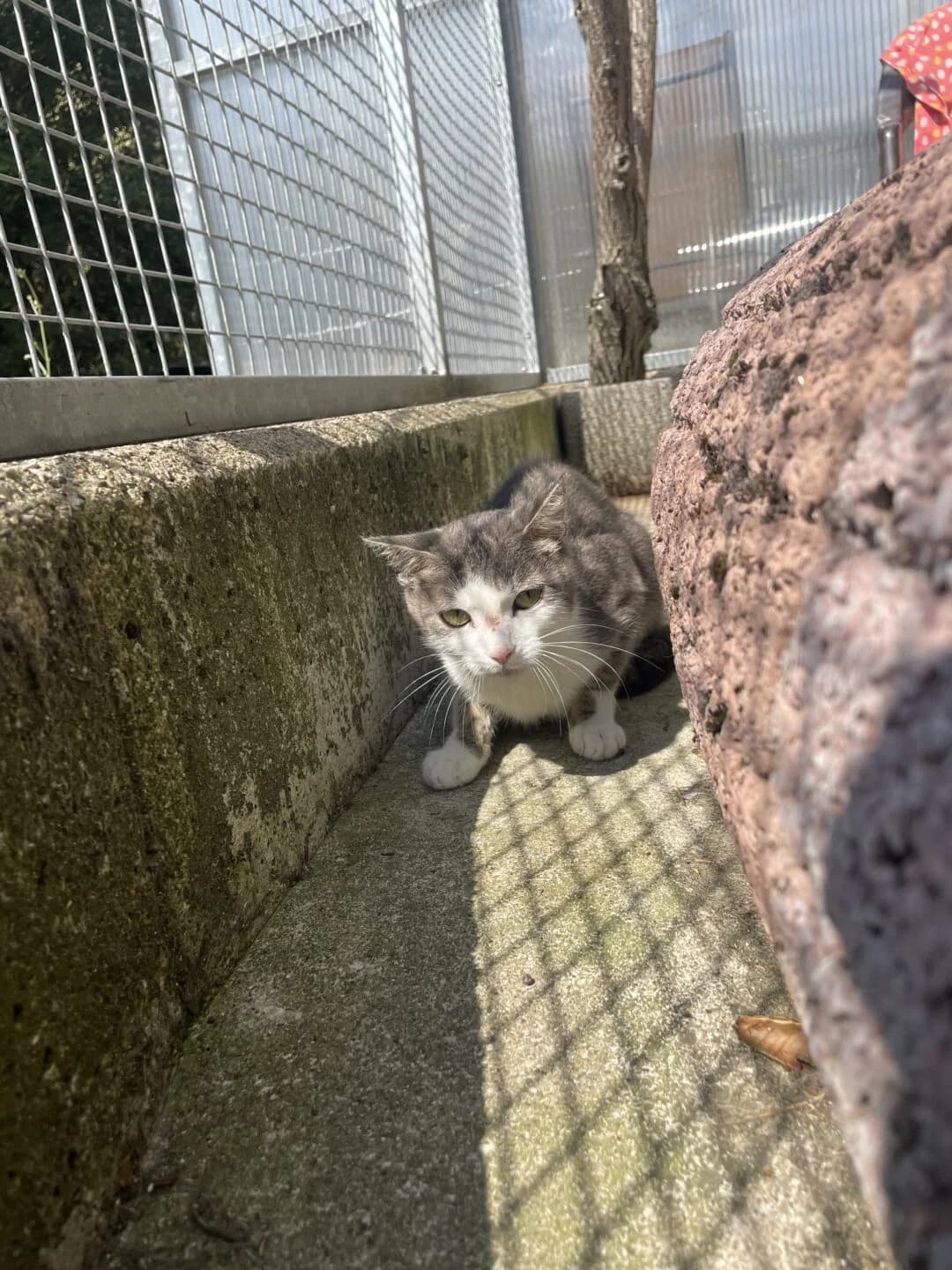 Cremini, female 3yo mixed breed for adoption at Tierheim Bamberg, Bamberg