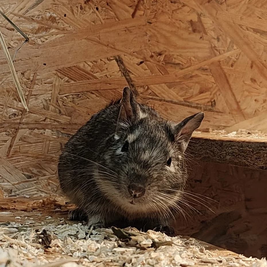 Degus, mixed breed for adoption at Tierheim Bamberg, Bamberg
