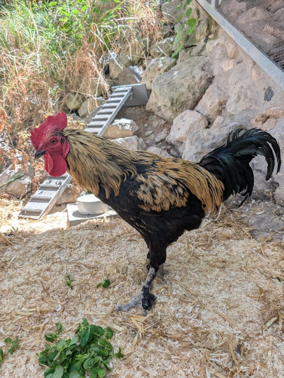 Charlie, mixed breed for adoption at Tierheim Bamberg, Bamberg