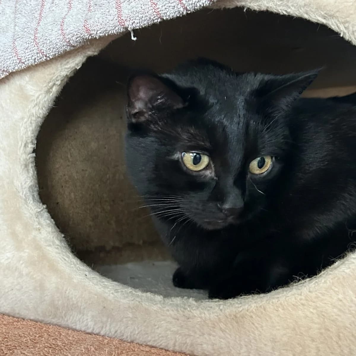 Freya, female 5yo mixed breed for adoption at Tierheim Bamberg, Bamberg
