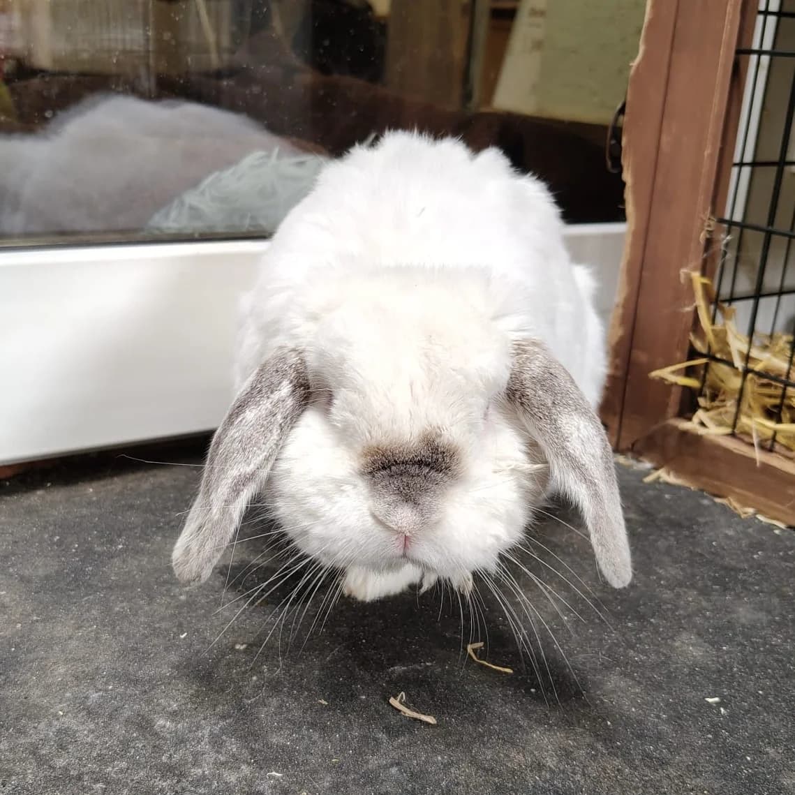 Gilgalad (MΓΌmmel), mixed breed for adoption at Tierheim Bamberg, Bamberg