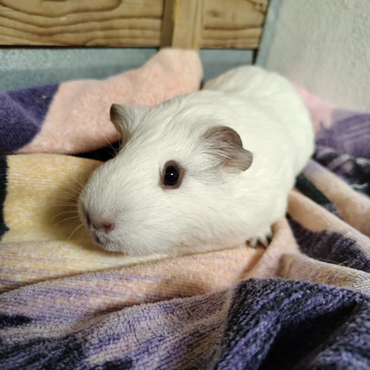 Grunzula & Suhleika, mixed breed for adoption at Tierheim Bamberg, Bamberg