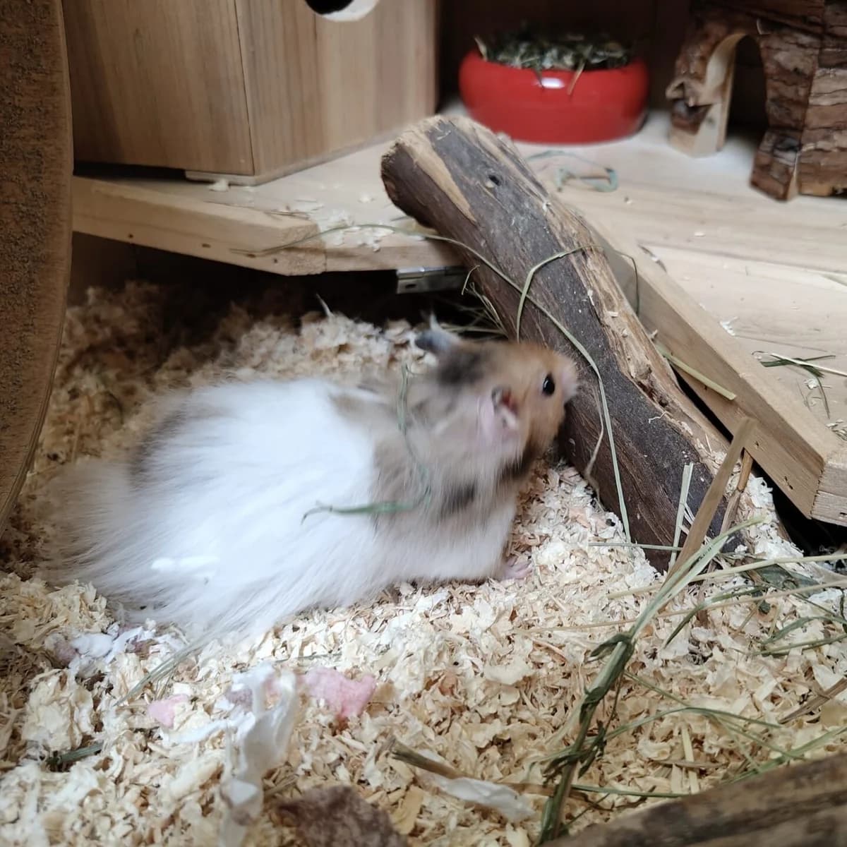 Herr Lustig, mixed breed for adoption at Tierheim Bamberg, Bamberg