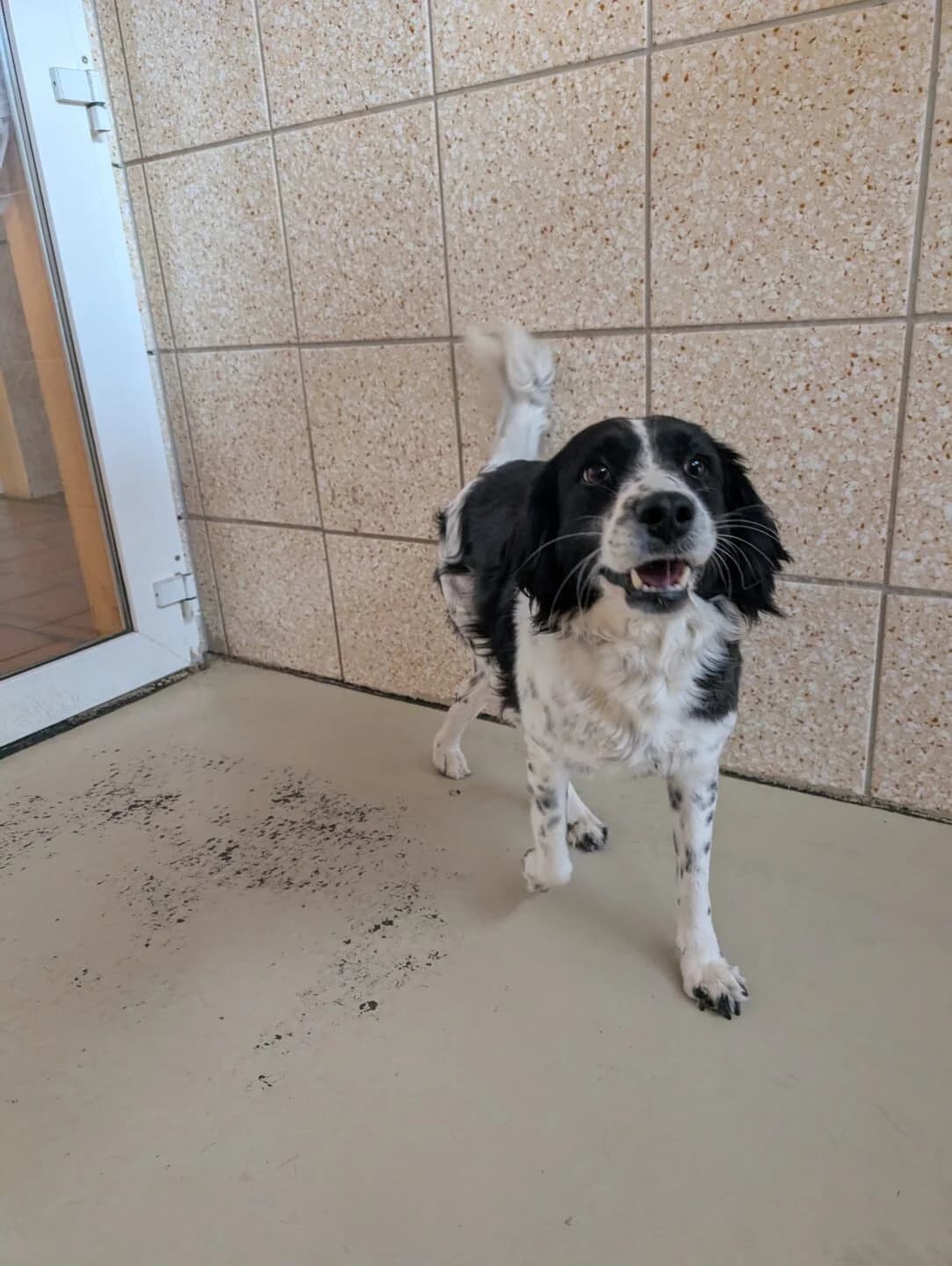 Hope, female 3yo mixed breed for adoption at Tierheim Bamberg, Bamberg