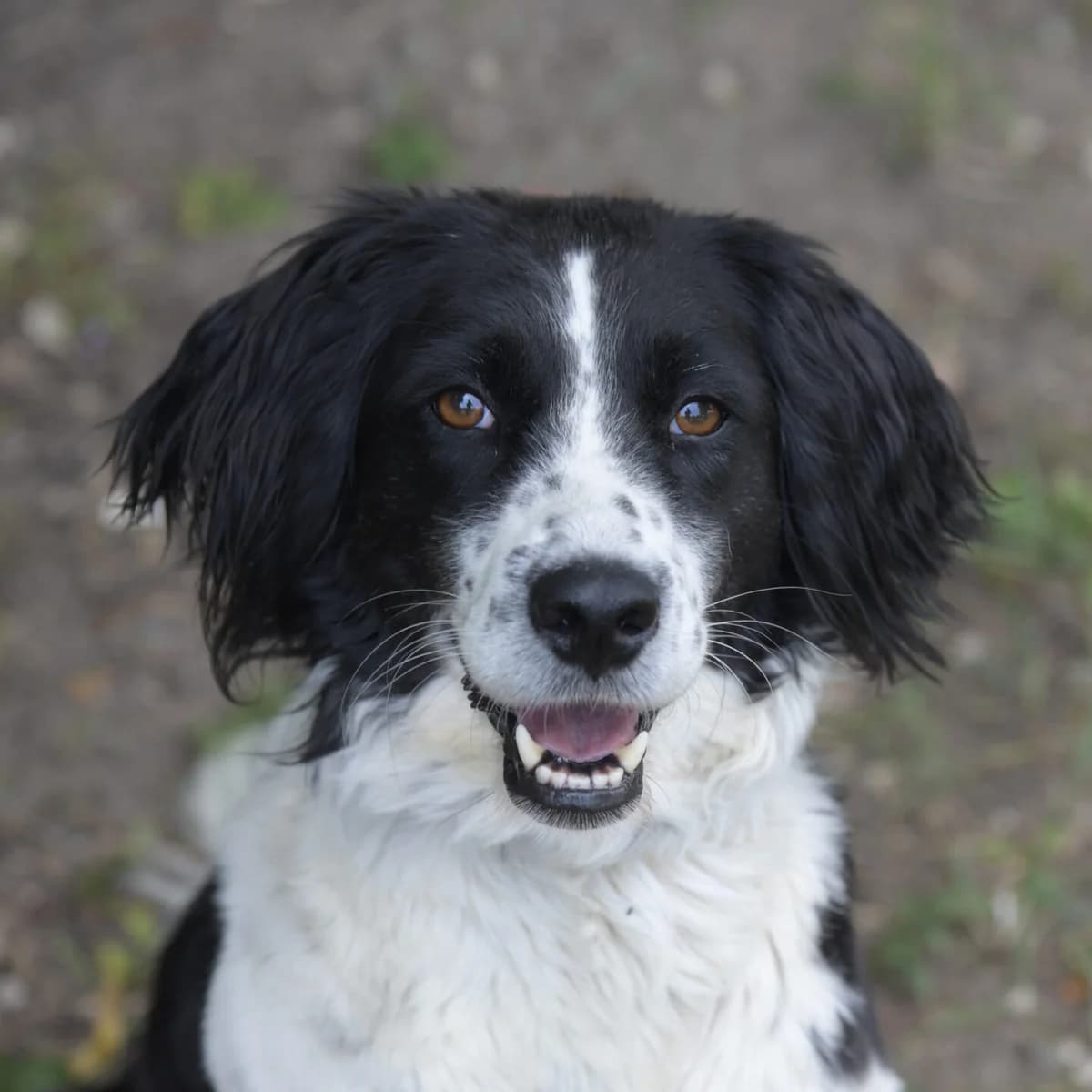 Hope, female 3yo mixed breed for adoption at Tierheim Bamberg, Bamberg