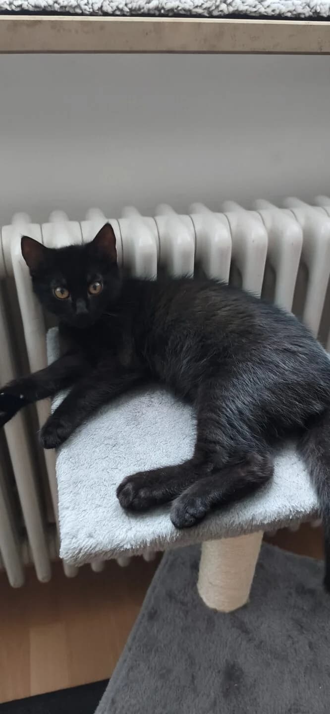 Ilmeda und Marevo, male puppy mixed breed for adoption at Tierheim Bamberg, Bamberg