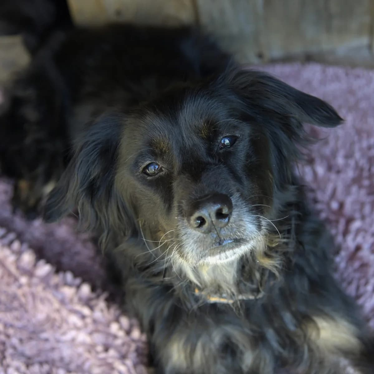 Jimmy, male senior mixed breed for adoption at Tierheim Bamberg, Bamberg