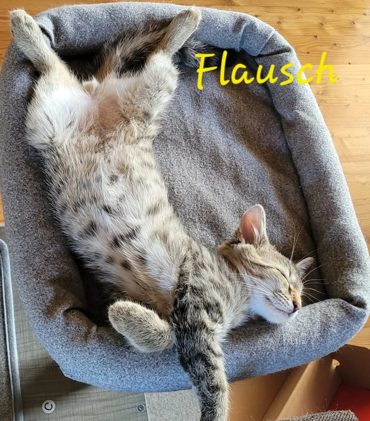 Livi, Flausch, Pilou, male puppy mixed breed for adoption at Tierheim Bamberg, Bamberg