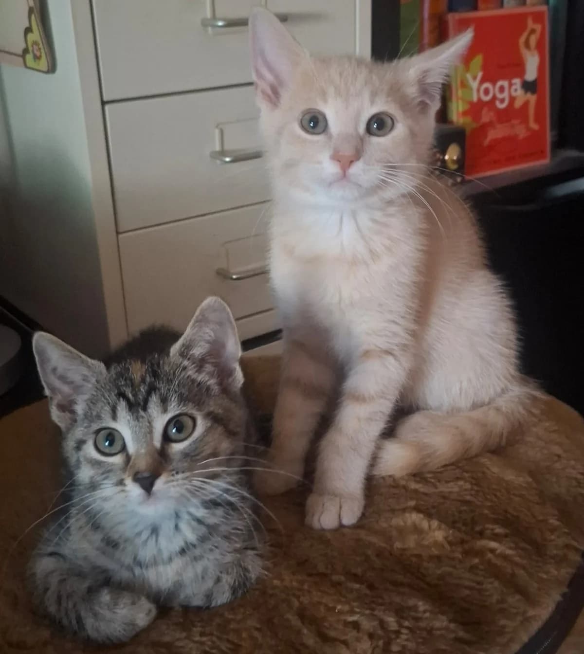 Terence, Gianna, Lylia, male puppy mixed breed for adoption at Tierheim Bamberg, Bamberg
