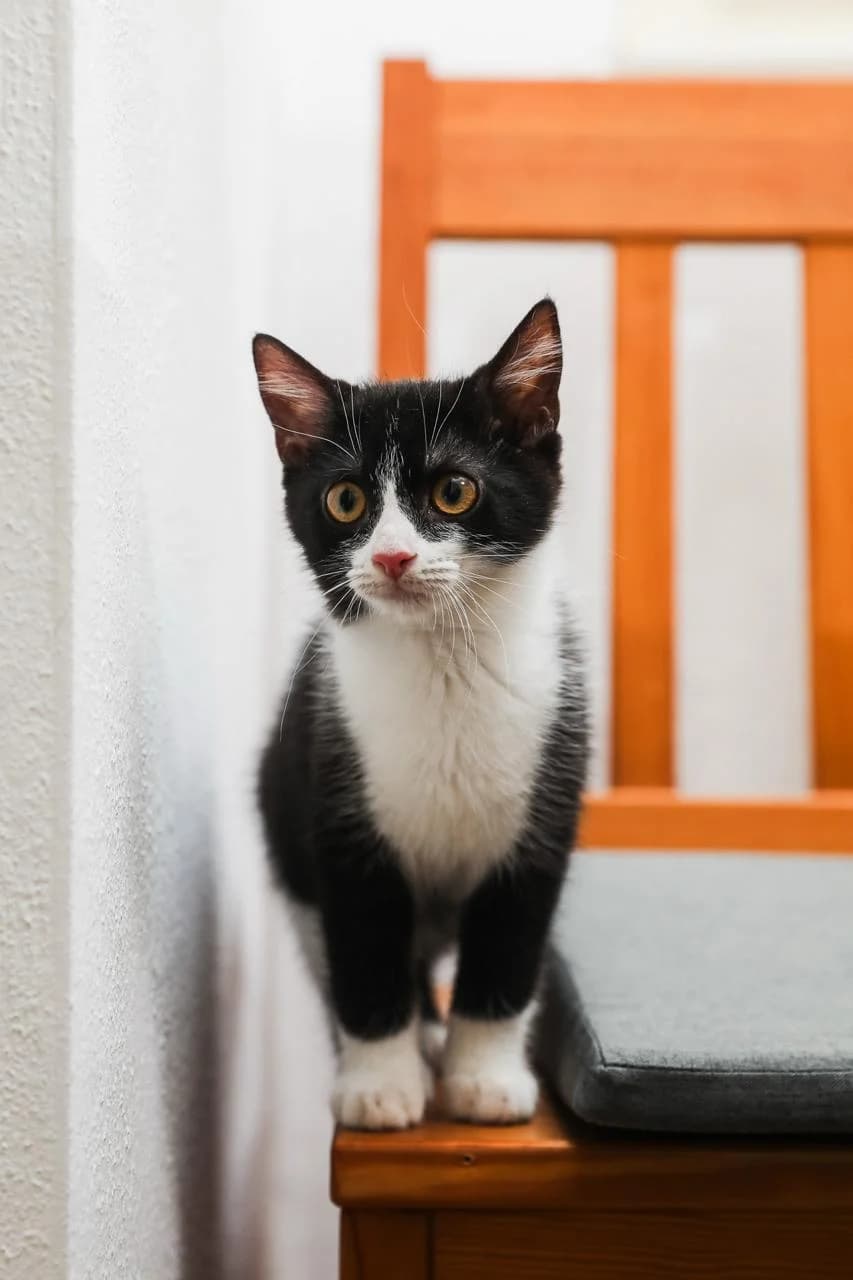 Mari, Pilvi & Tonttu, male puppy mixed breed for adoption at Tierheim Bamberg, Bamberg