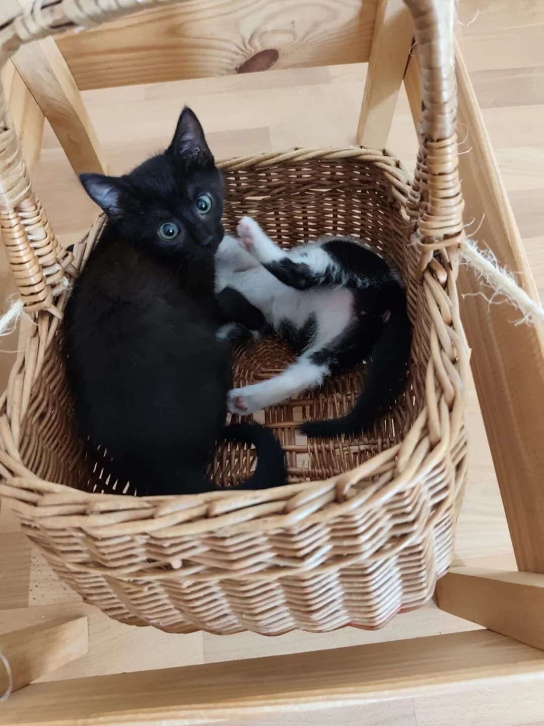 Miguel, Archie, Kiba, Nelio, male puppy mixed breed for adoption at Tierheim Bamberg, Bamberg