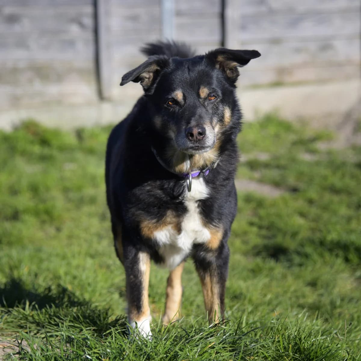 Nando, male 7yo mixed breed for adoption at Tierheim Bamberg, Bamberg