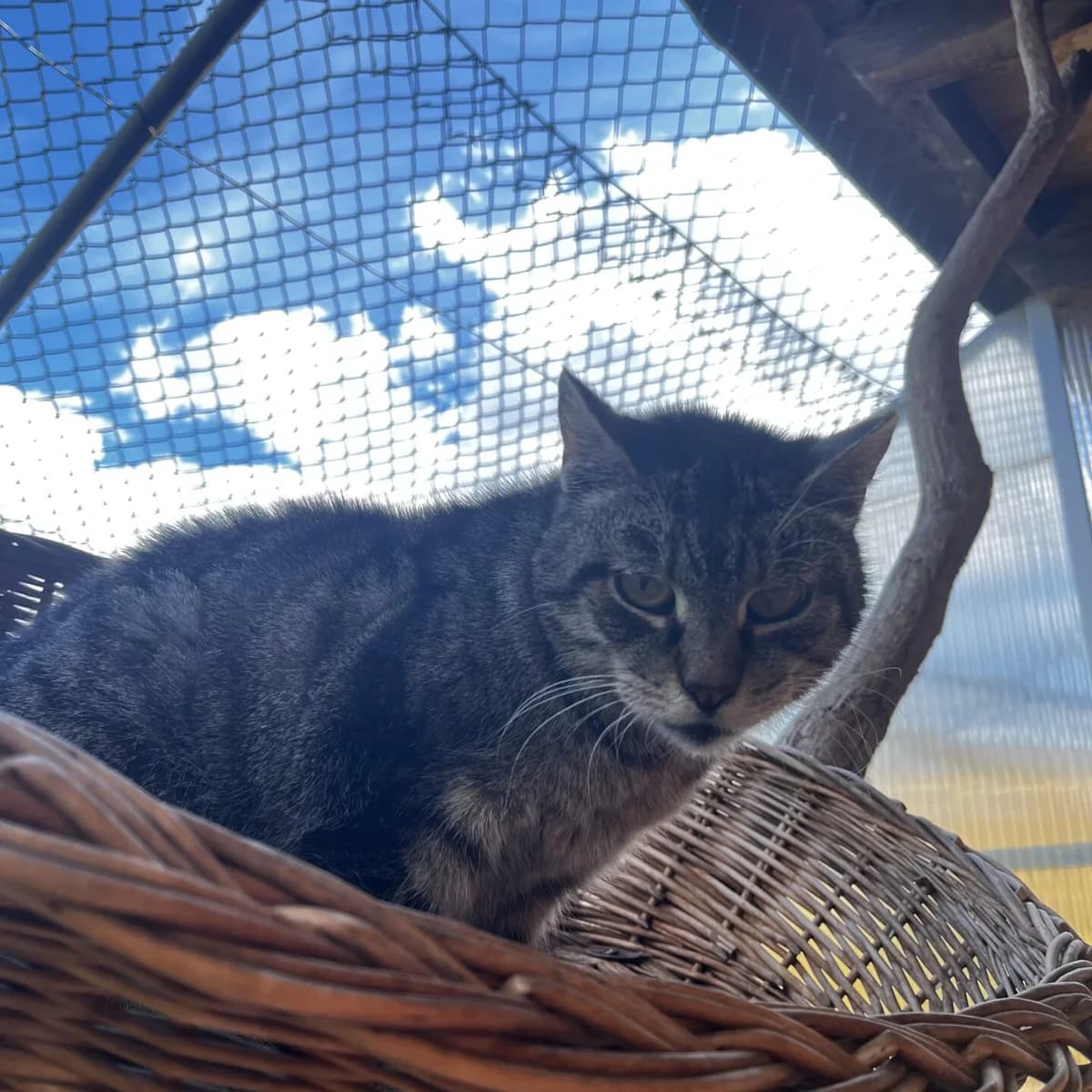 Pirata, female senior mixed breed for adoption at Tierheim Bamberg, Bamberg