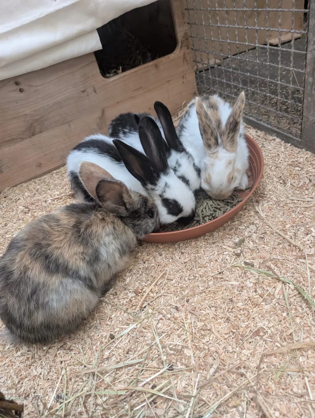 Buster und George, mixed breed for adoption at Tierheim Bamberg, Bamberg