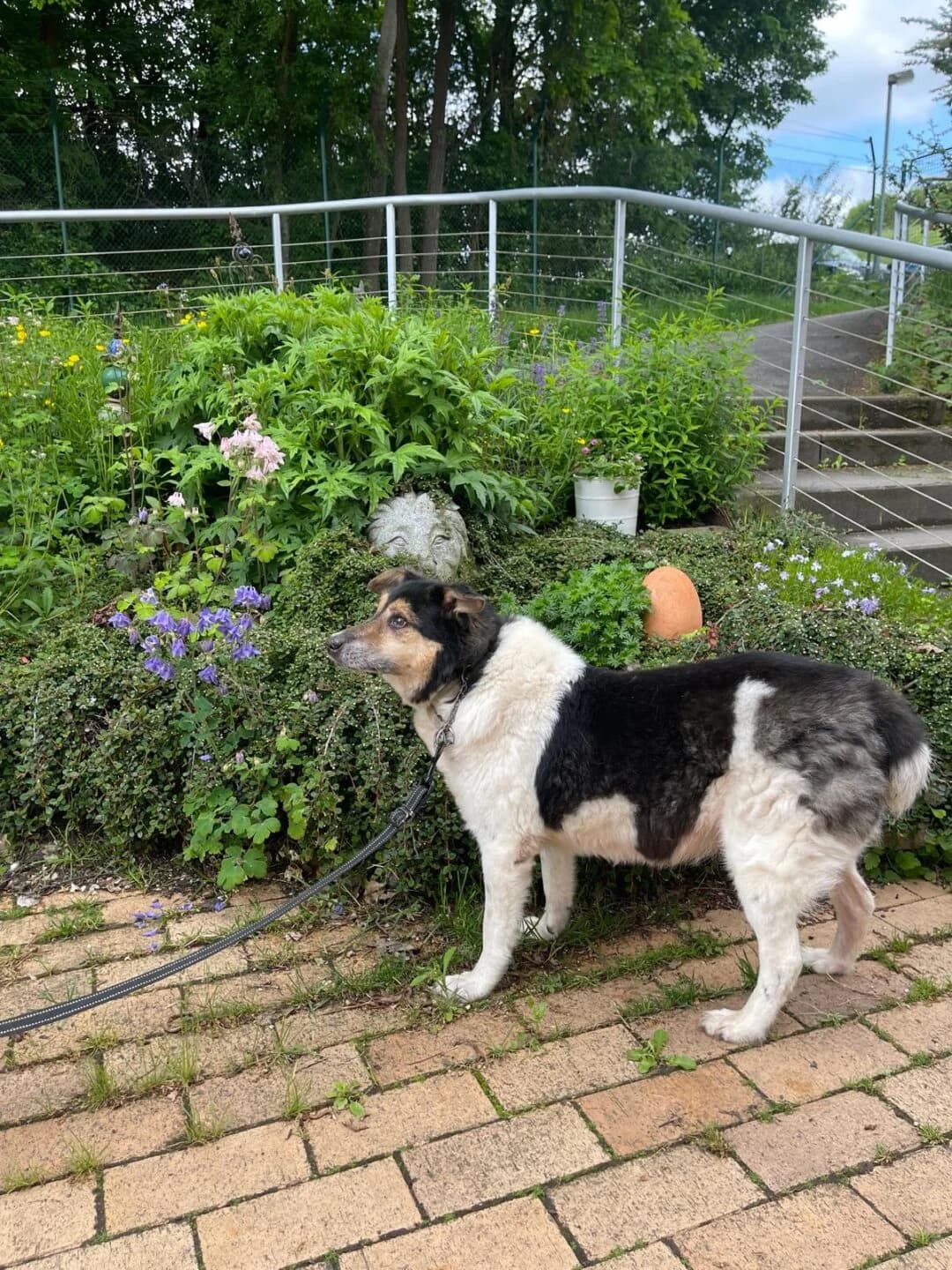 Scooby, male senior mixed breed for adoption at Tierheim Bamberg, Bamberg