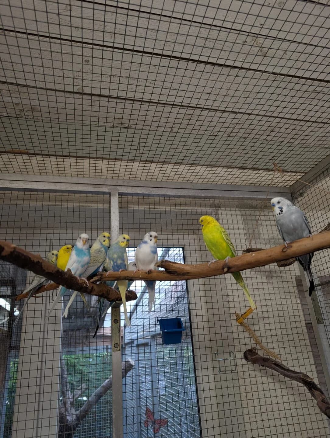 Honey+Elsa, Bine+Roxy, Grey+Pauline, Maxi+Lilo, mixed breed for adoption at Tierheim Bamberg, Bamberg