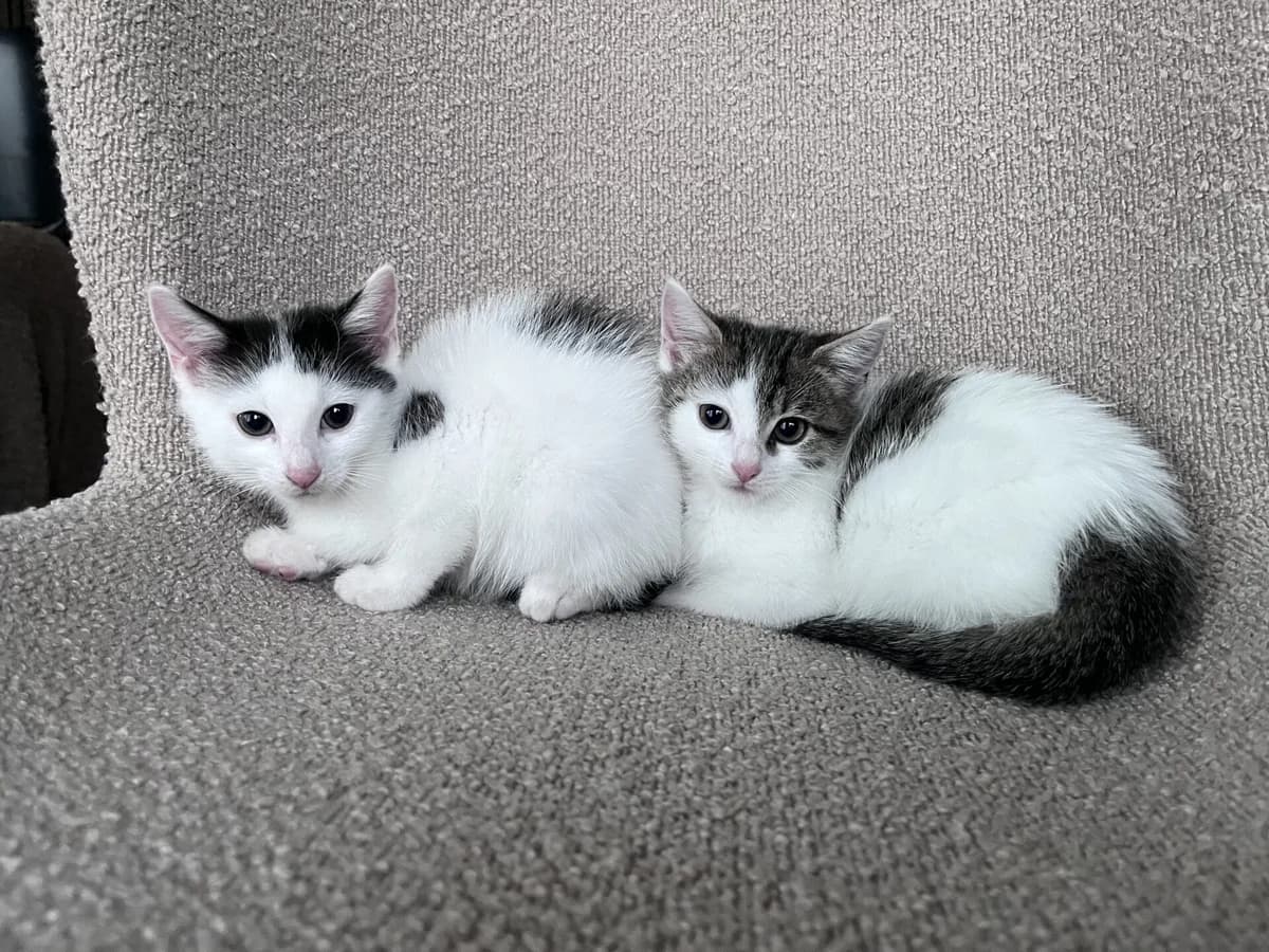 Soja und Tempeh, male puppy mixed breed for adoption at Tierheim Bamberg, Bamberg