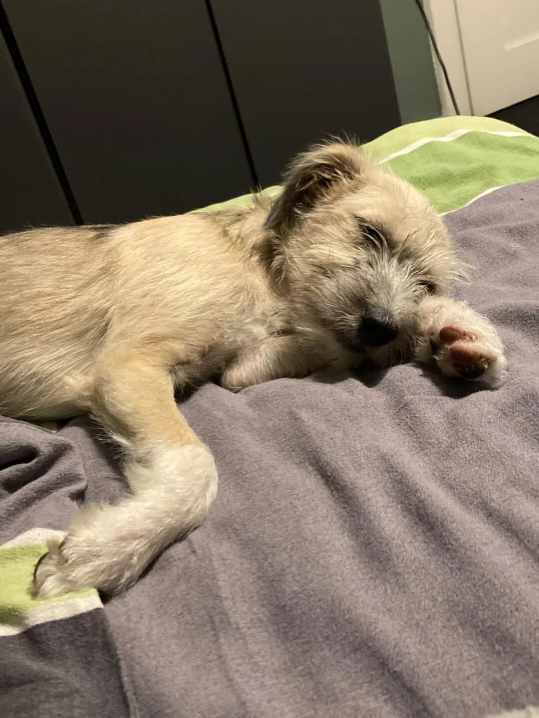 Wilma, female puppy mixed breed for adoption at Tierheim Bamberg, Bamberg