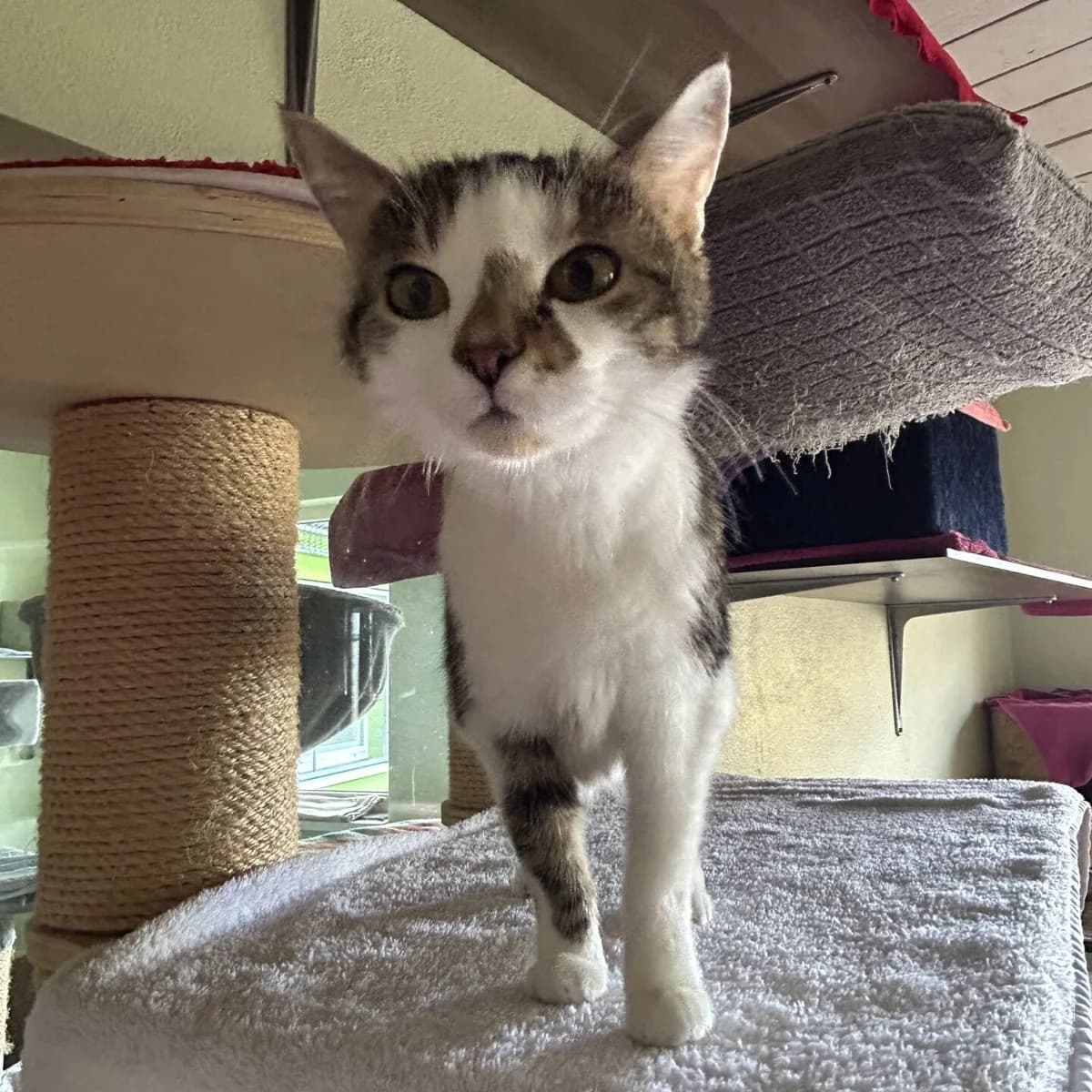 Susi, female senior mixed breed for adoption at Tierheim Bamberg, Bamberg