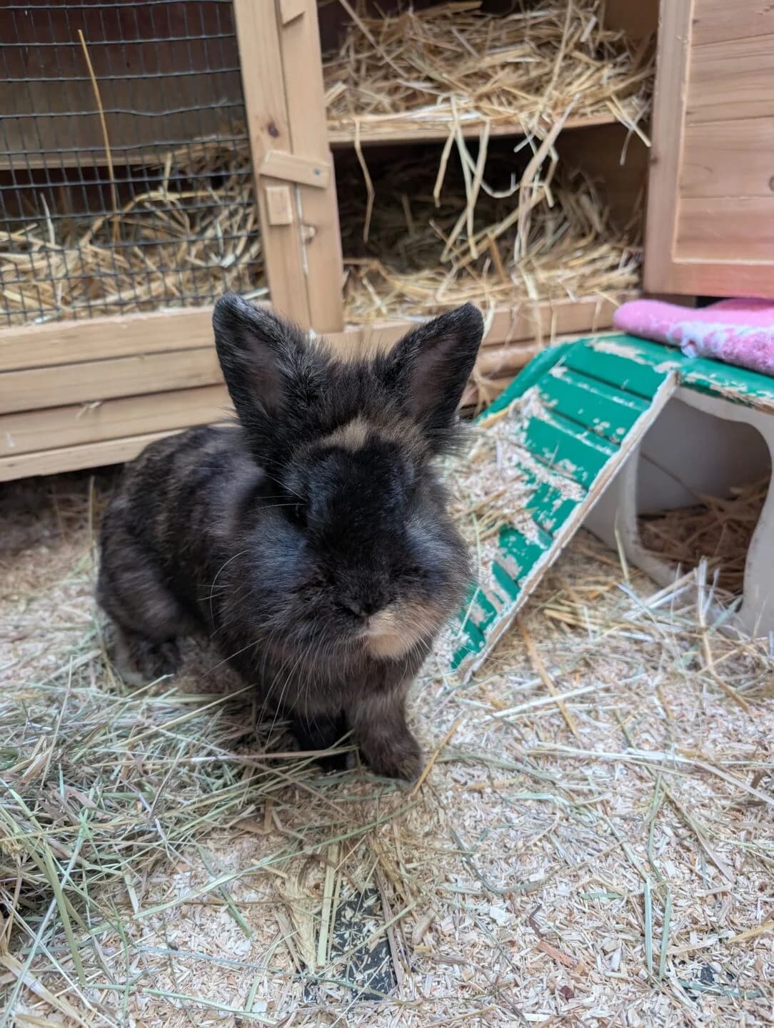 Juris, mixed breed for adoption at Tierheim Bamberg, Bamberg